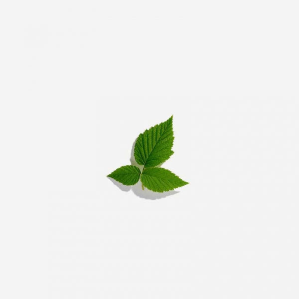 Love Tea - Raspberry Leaf